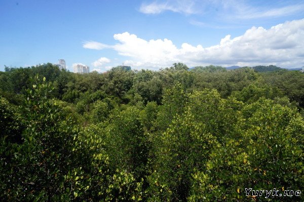 Вид на мангровый лес Кота-Кинабалу